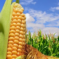 Corn Fertilizer Recommendations
