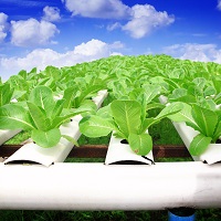 Hydroponic Nutrient Solutions