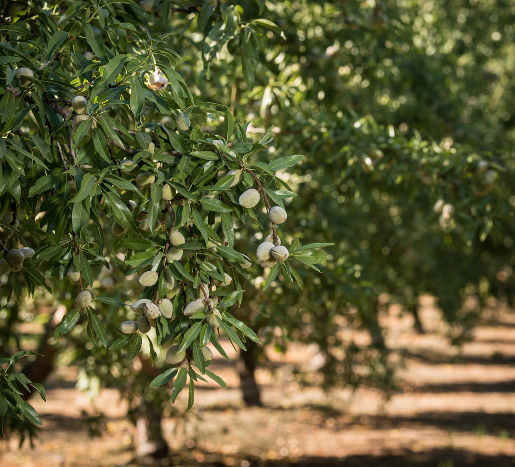 orchards