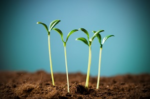 silicone-in-agriculture.jpg