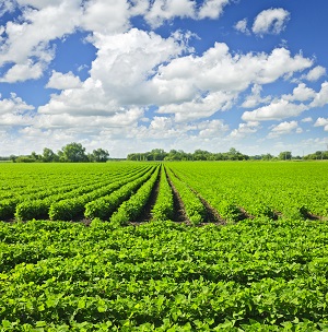 silicone-plant-nutrition.jpg