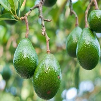Avocado Nutrient Management