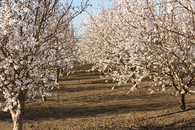 almond-orchard400.jpg
