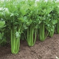 celery fertilizer recommendation