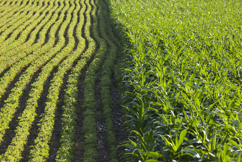 corn-and-soybean.jpg