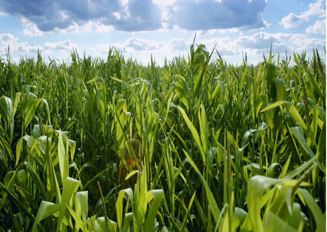 corn-field-green.jpg