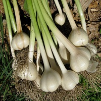 garlic fertilizer recommendtion