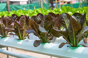 hydroponic-lettuce.jpg