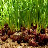 onions200x200.jpg