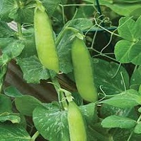 peas fertilizer recommendation