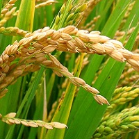 rice fertilizer recommendation