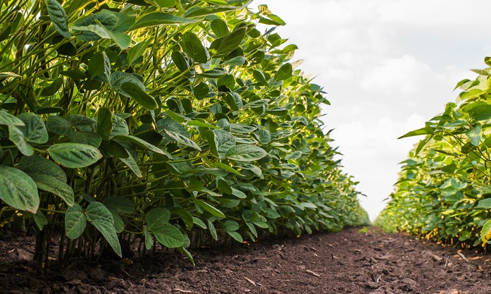 Fertilizer Recomendations for Soybean