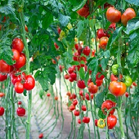 tomato fertilizer recommendation