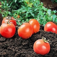 tomatoes fertilizer recommendation