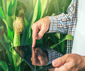 corn-field-tablet-man-300250.jpg