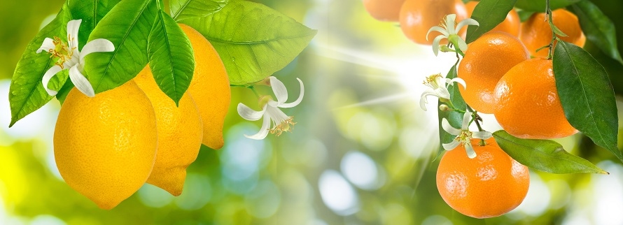 citrus.jpg