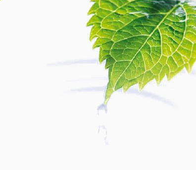 Análisis Foliar