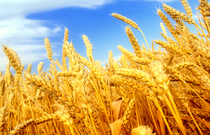 grain5.jpg