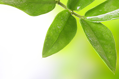 leafwater-foliarfeeding.jpg