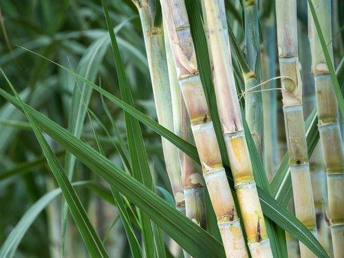 sugarcane.jpg