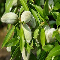 Almendra Fertilización