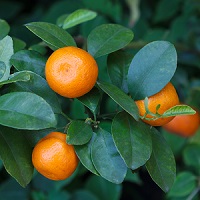 naranja Fertilización