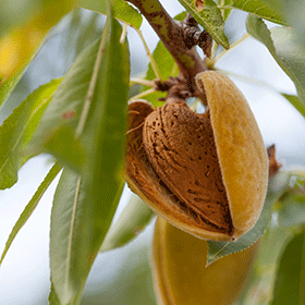 ripe-almonds.png