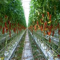 tomate Fertilización