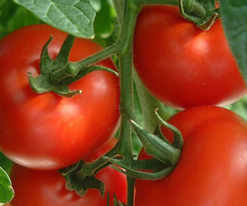 tomato1.jpg