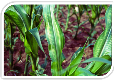Zinc deficeincy in corn