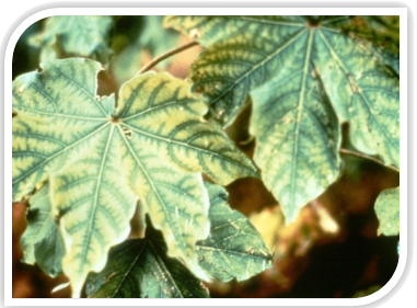 Zinc deficiency in cotton