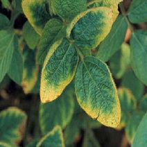 Potassium in Plants