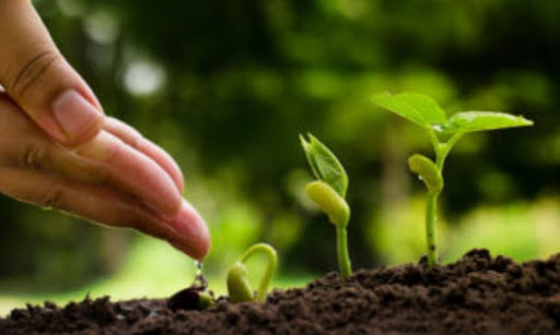 La absorción de fósforo por las plantas