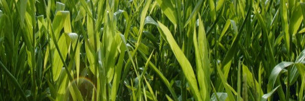 What’s in a Yield Goal?