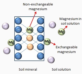 Magnesium in plants and soil