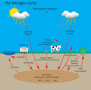 Five Ways to Minimize Nitrate Leaching
